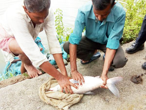 Visit to The Fish Breeding Farm