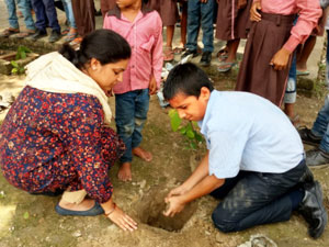 Tree Plantation