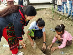 Tree Plantation