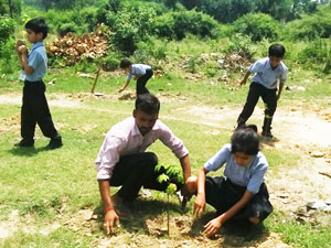 Tree Plantation